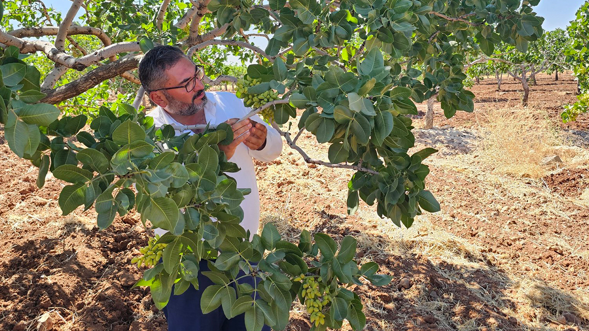 Şanlıurfa’dan Bakan Yumaklı’ya çağrı! “Bu yıl da üreticinin yüzü gülmeyecek”