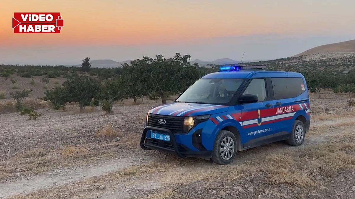 Şanlıurfa’da hasat başladı! Jandarma kuş uçurtmuyor