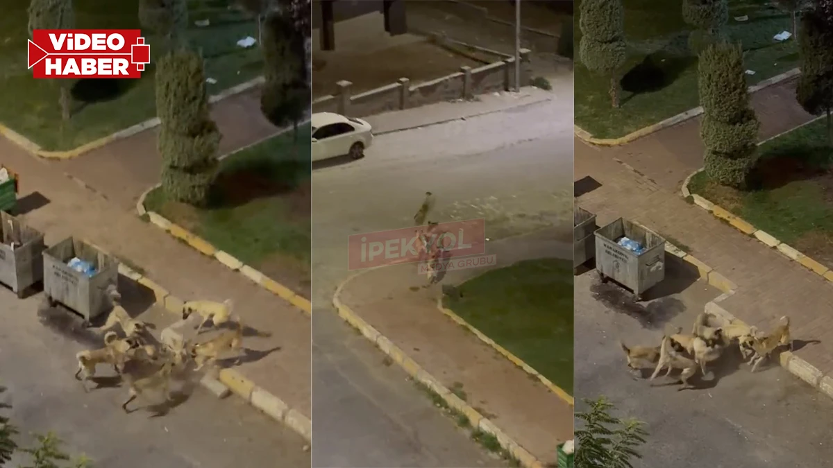 Şanlıurfa’da gece yarısı sokak köpeği paniği!