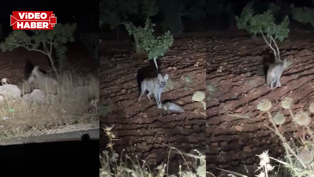 Şanlıurfa’da gece yolculuğunda sıra dışı karşılaşma! "Sırtlan mı o?" şaşkınlığı
