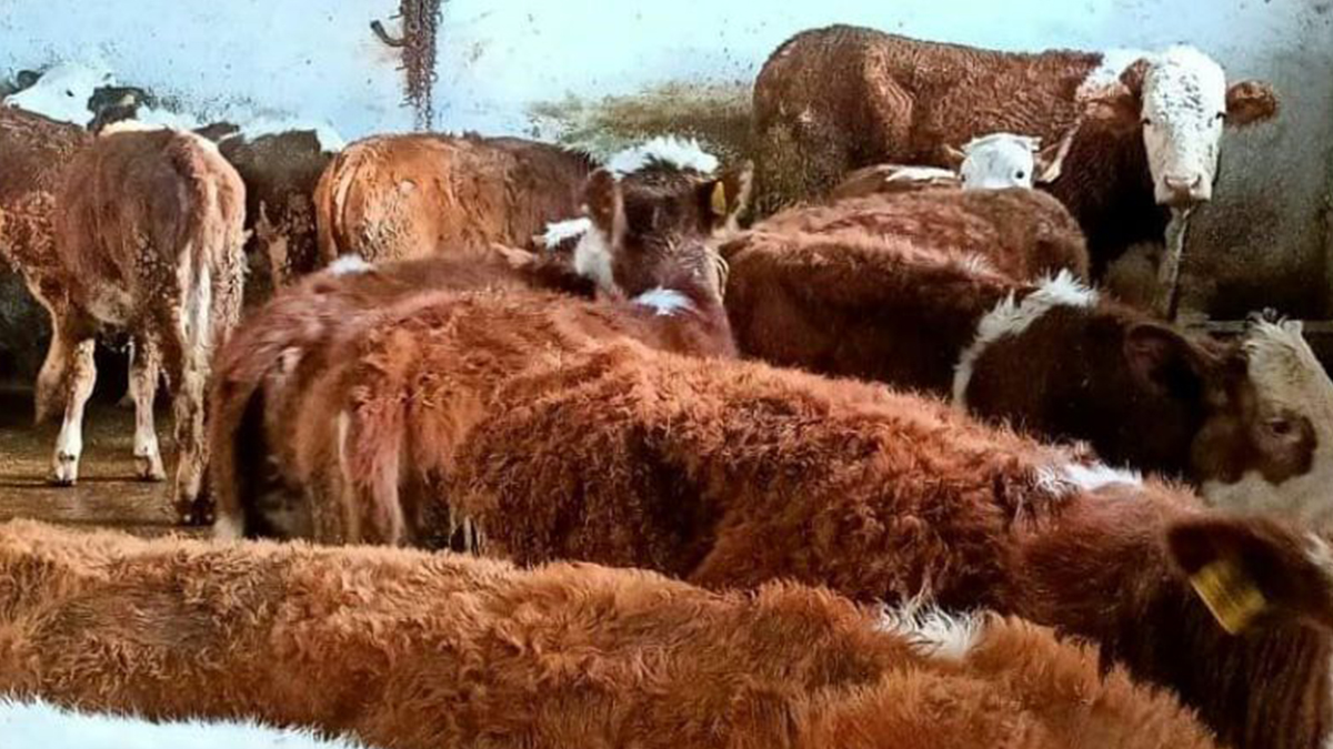 Şap hastalığı verimi etkiledi! Şanlıurfa’da süt veriminde düşüş