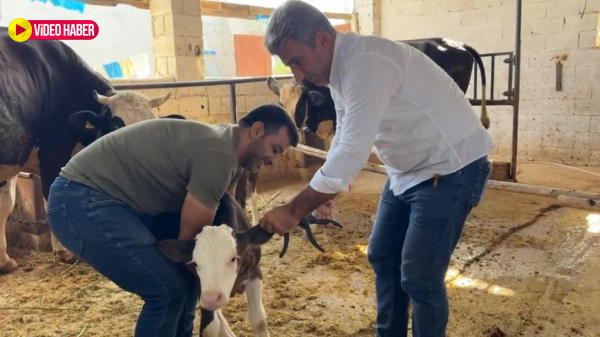 Şanlıurfa’da şap hastalığına karşı seferberlik ilan edildi!