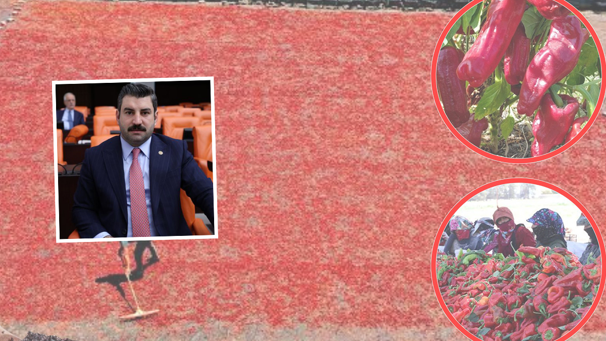 Şanlıurfa’nın meşhur lezzetinde hasat vakti! “Şanlıurfa’dan dünyaya…”