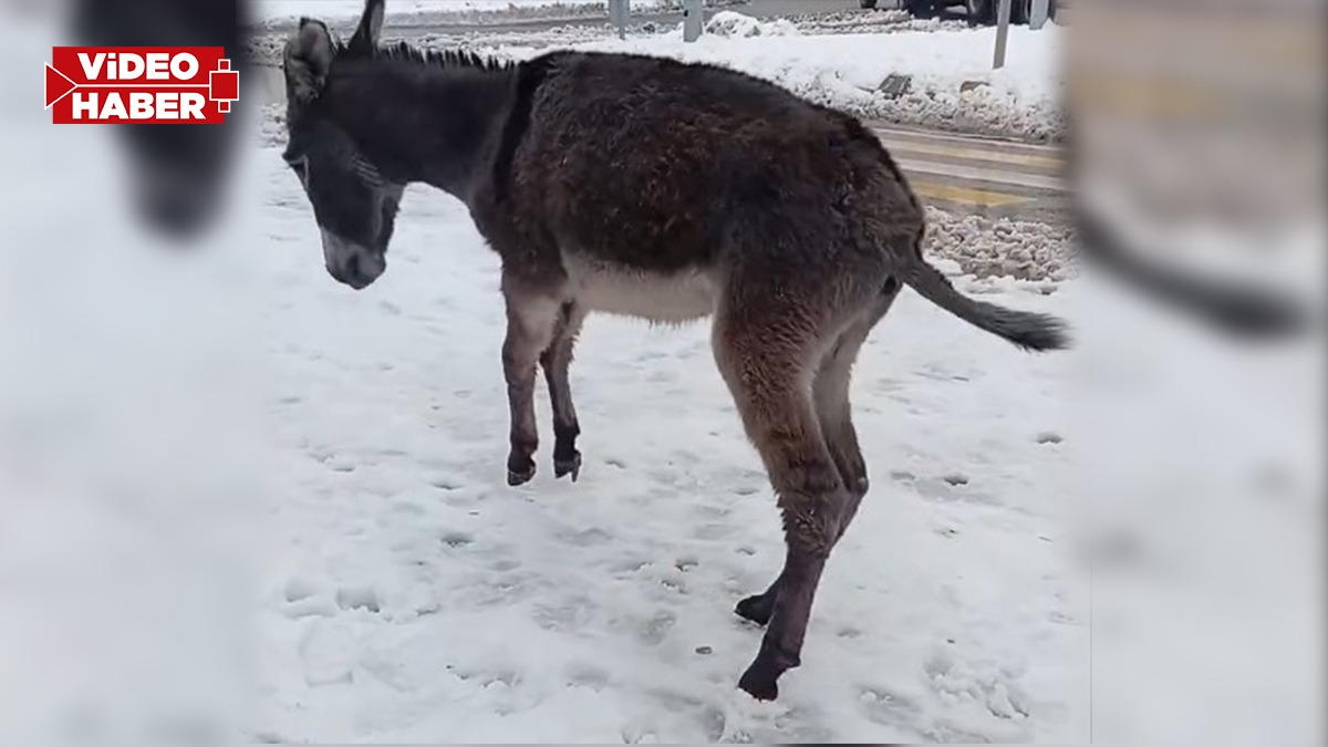 Şanlıurfa’da tepki toplayan iddia! Eşeğe kasıtlı müdahale