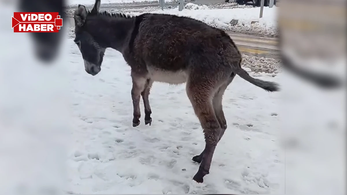 Şanlıurfa’da tepki toplayan iddia! Eşeğe kasıtlı müdahale