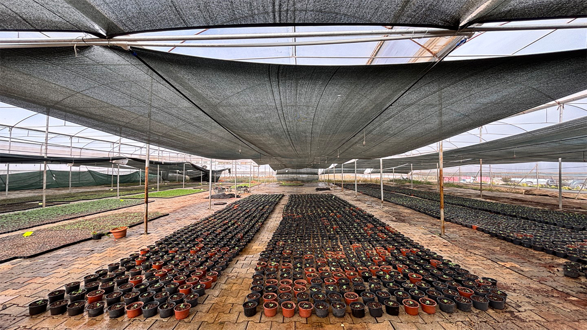 Şanlıurfa’nın çiçekleri Eyyübiye Sera Kent'ten