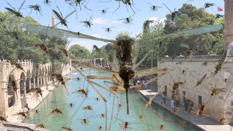 Şanlıurfa için büyük tehlike kapıda! Yeni salgın…