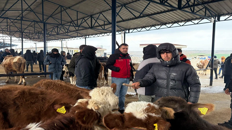 Şanlıurfa’da haftalardır kapalıydı! Canlı hayvan pazarında sıkı denetim