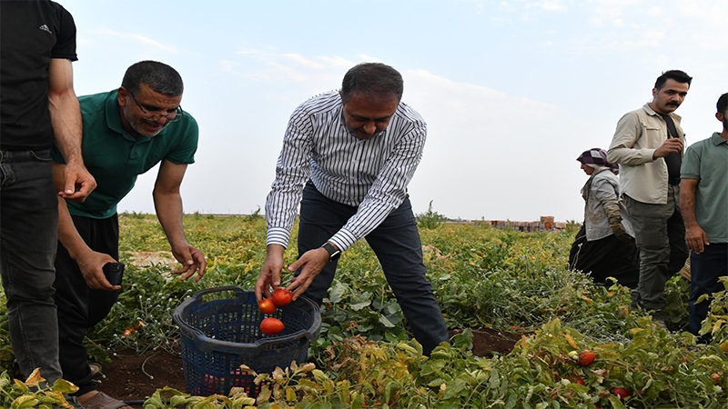 Siverek'te domatesler kızardı, Vali Şıldak hasat için tarlaya indi!