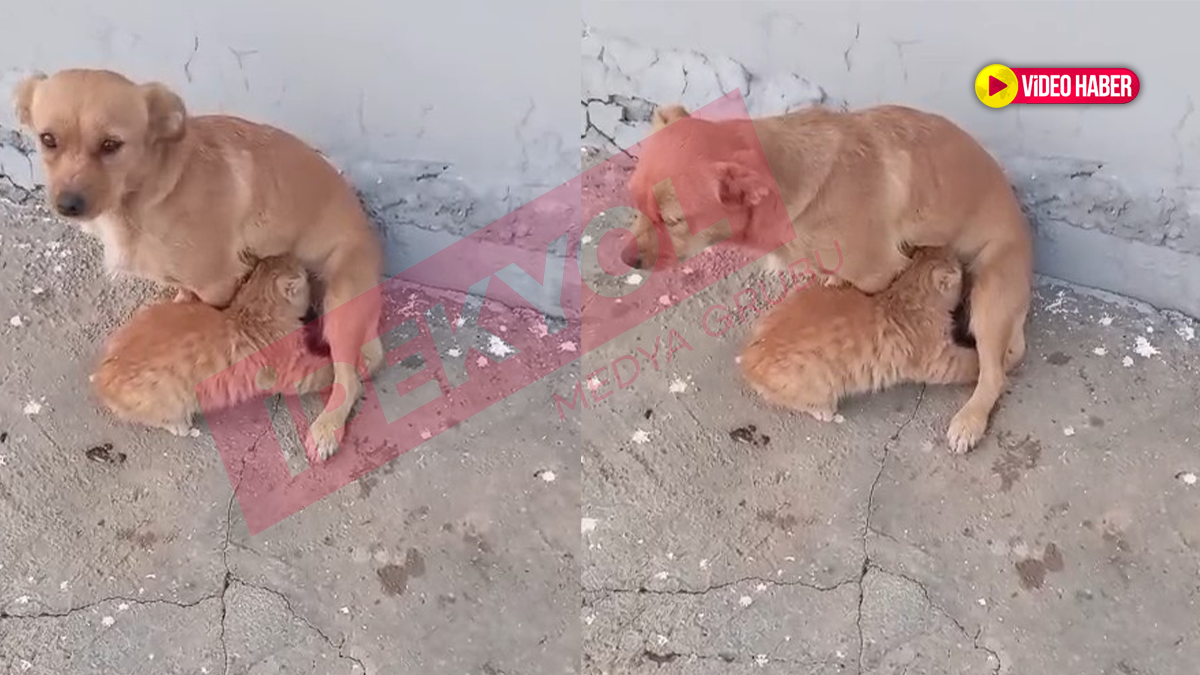 Şanlıurfa’da hayret ettiren görüntü! Nadir rastlanıyor