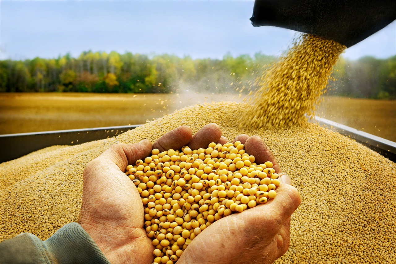 Şanlıurfa’da su krizine karşı alternatif ürün! Yüzde 75 hibeli