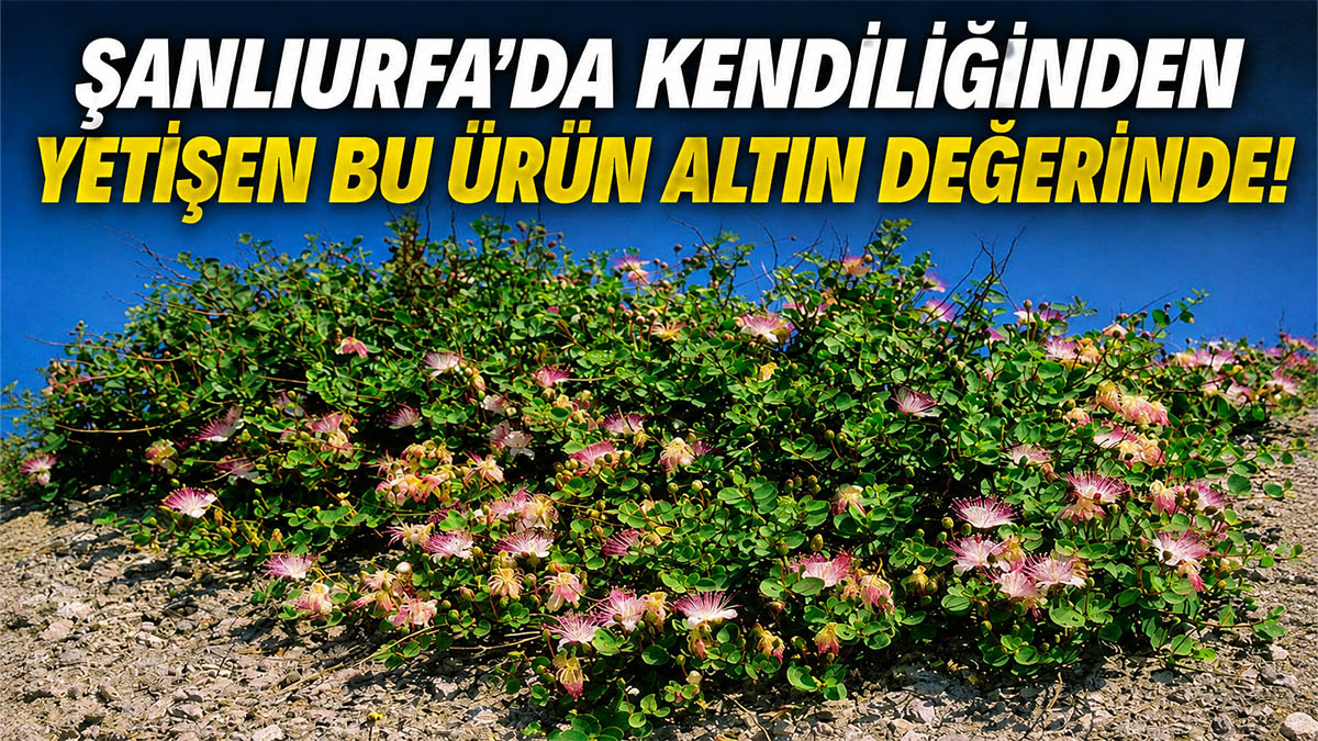 Su istemiyor, bakım istemiyor, paraya dönüşüyor! Şanlıurfa'nın burnunun ucundaki büyük hazine