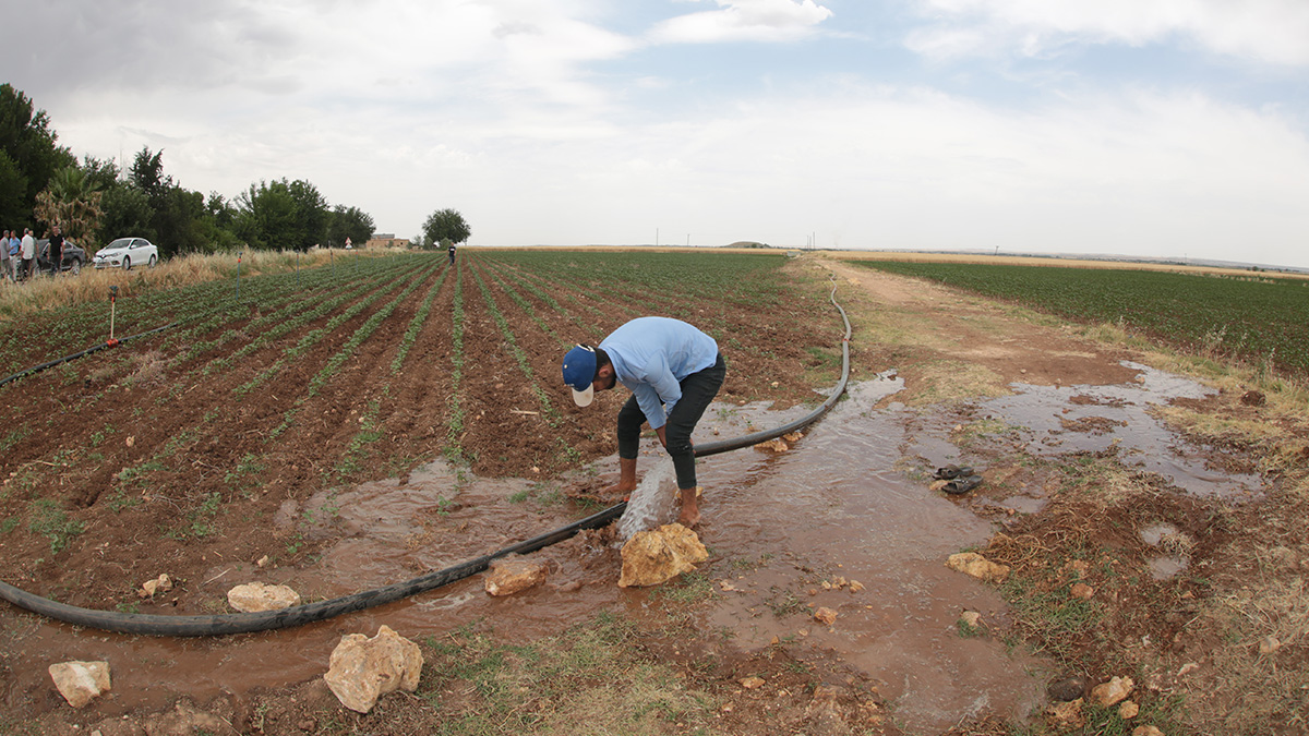 Şanlıurfa’da çiftçinin gözü mayıs sonunda!  Birlikten uyarı geldi
