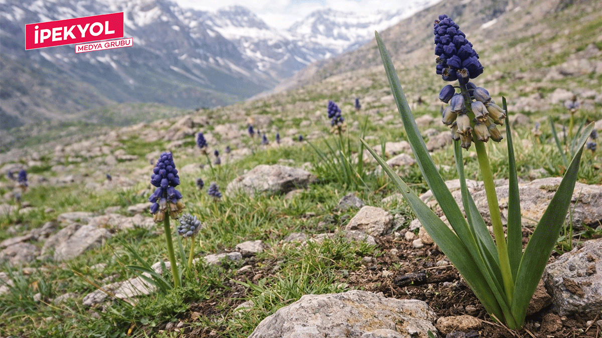 Şanlıurfa’nın “yalancı sümbülü” çiçek açtı! Sadece Şanlıurfa ve çevresinde yetişiyor