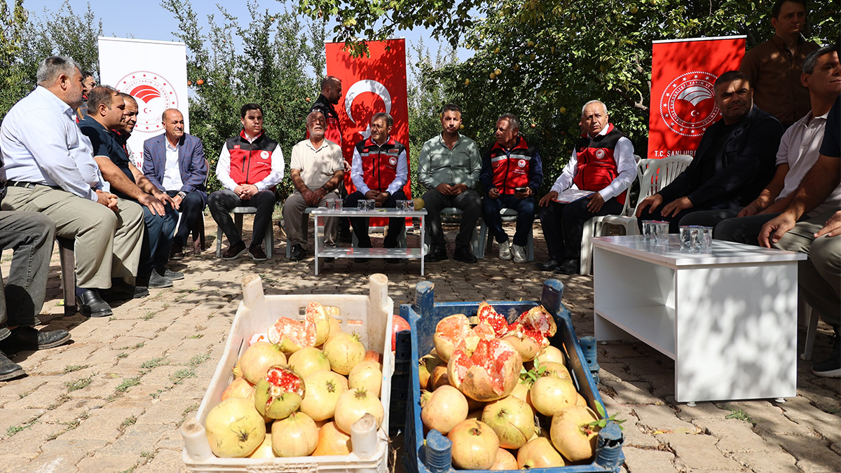 Vali Şıldak açıkladı! Suruç narında rekolte belli oldu