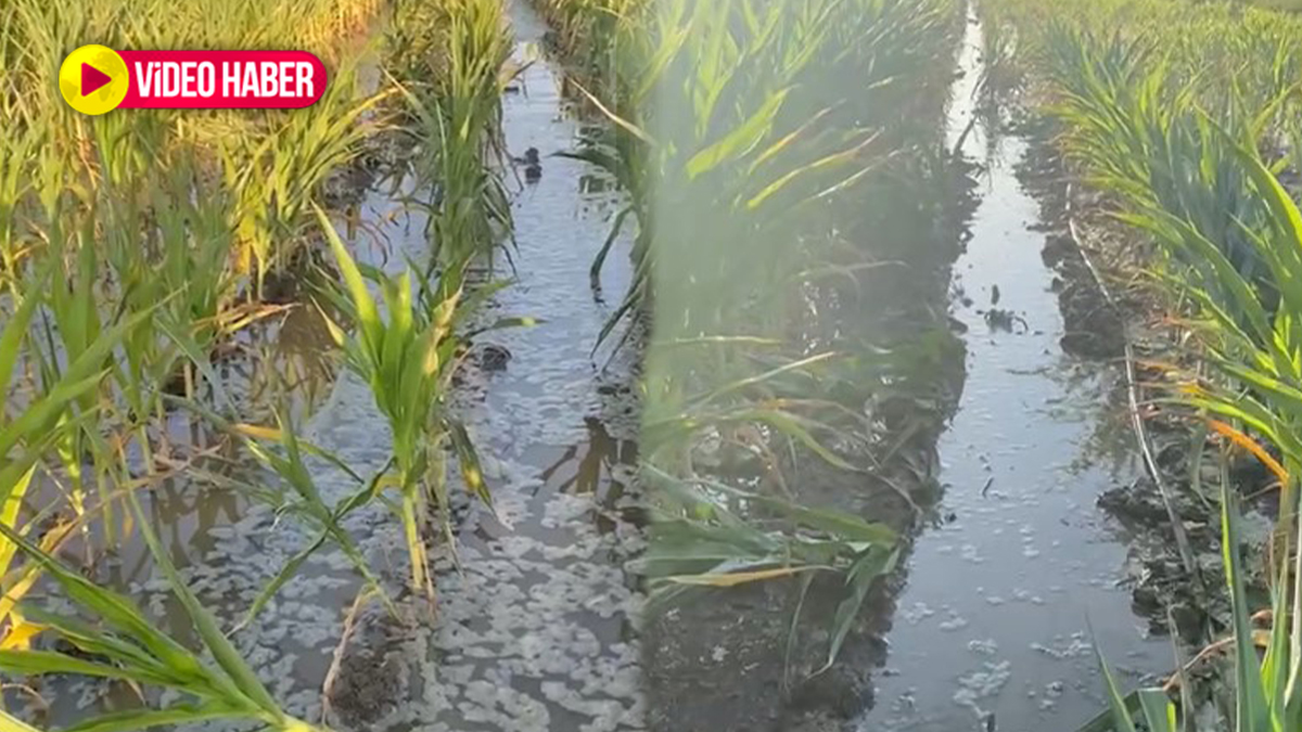 Şanlıurfa’da kuraklık derken bu kez fazla su vurdu: Ekinler çürüdü