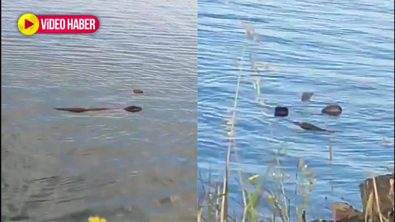 Nesli tükenme tehlikesi altındaydı! Şanlıurfa'da işte böyle görüntülendi...