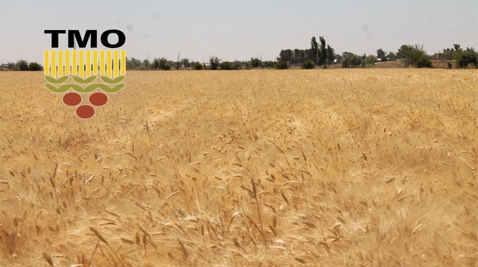Şanlıurfa’da TMO Randevuları Yarın Açılıyor