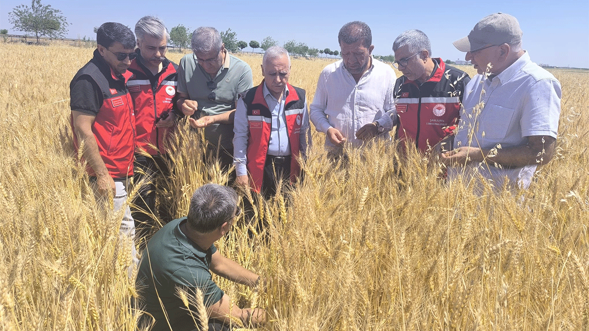Şanlıurfa’da 2,2 milyon tonluk dev hasat hedefi!