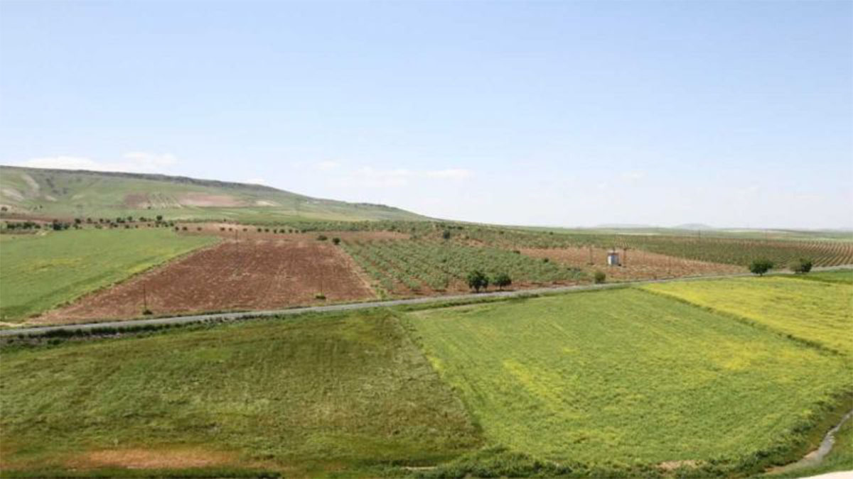 Tarımda komşu iş birliği: Türkiye ile Suriye ortak plan hazırladı