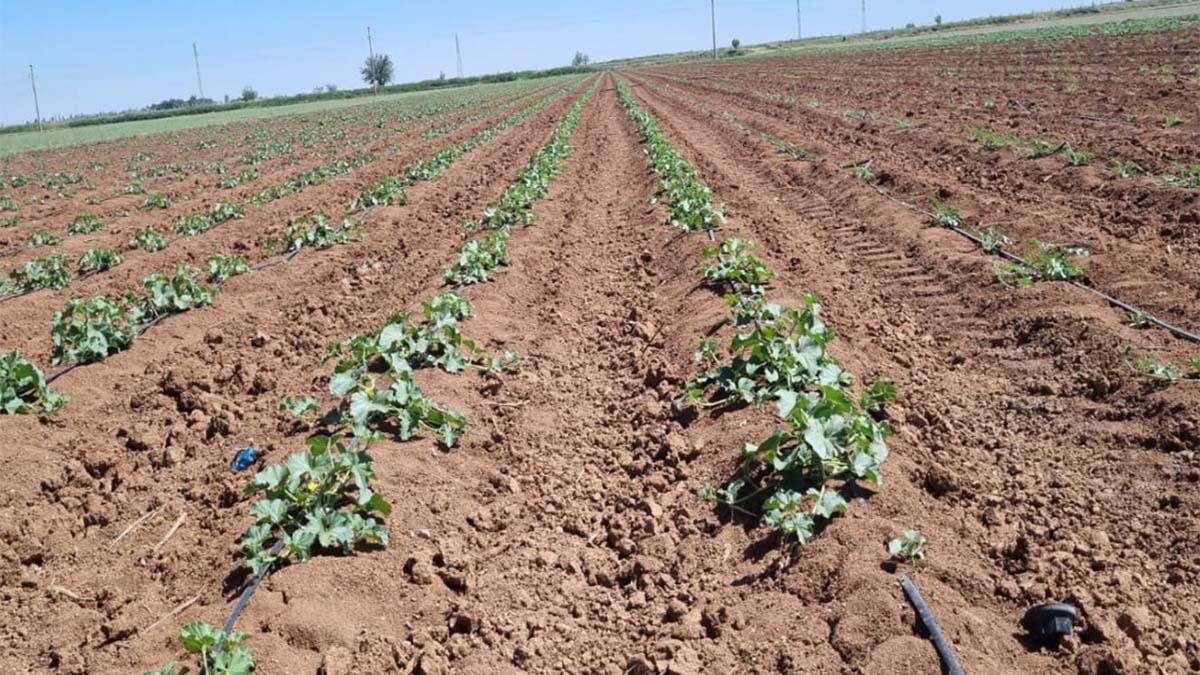 Tarımda yeni dönem! ÇKS başvuruları yarın başlıyor