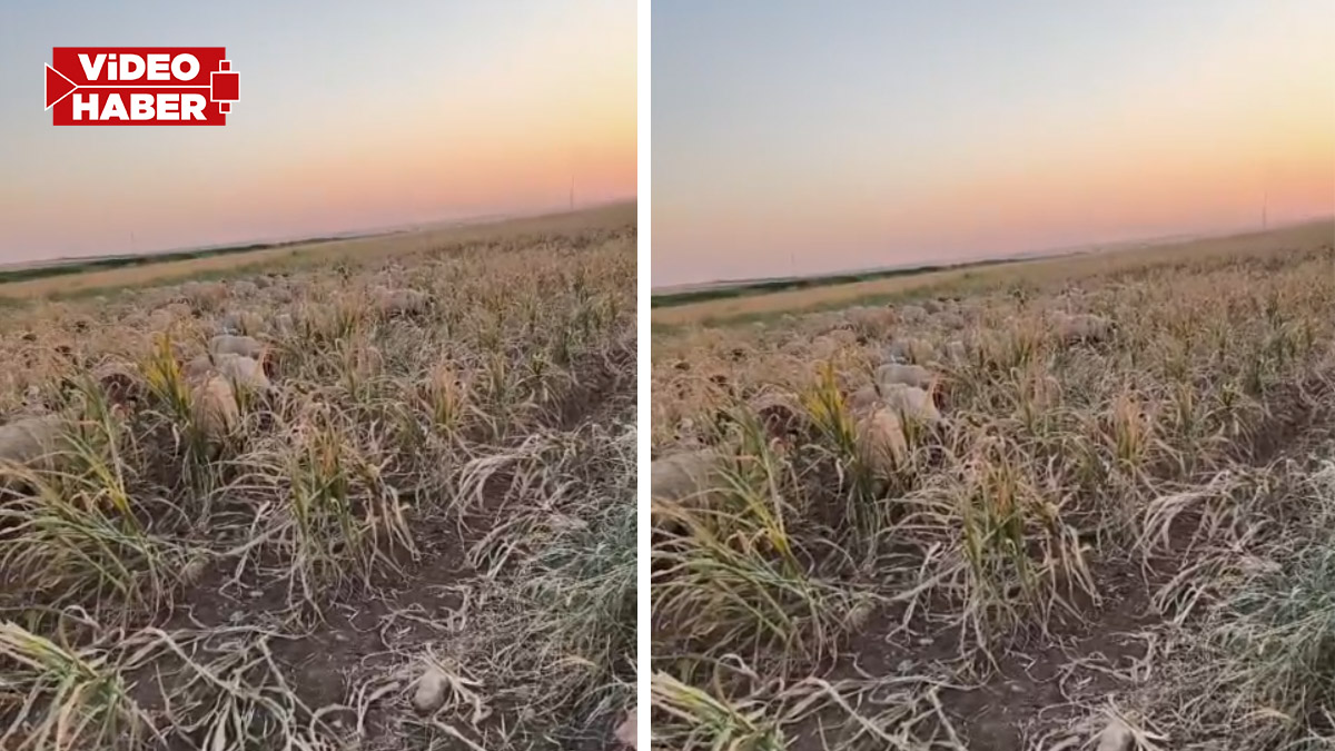 Şanlıurfa’da acı tablo: Çiftçi emeğini hayvanlara yediriyor!