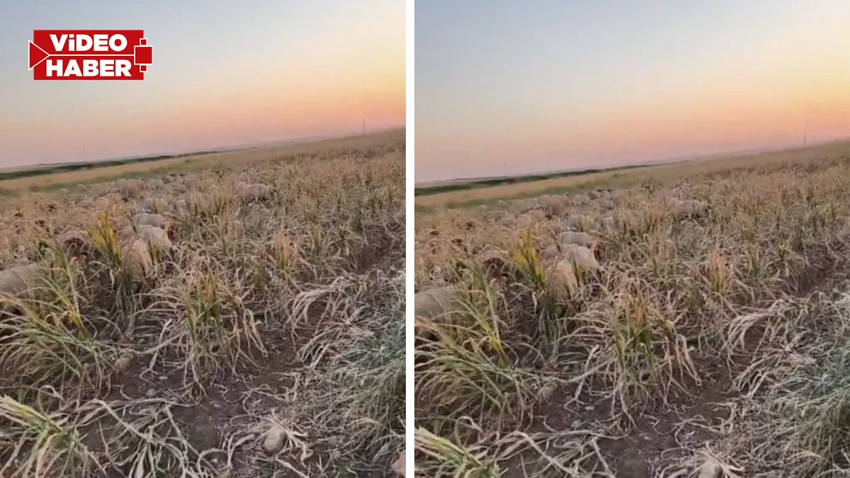 Şanlıurfa’da acı tablo: Çiftçi emeğini hayvanlara yediriyor!