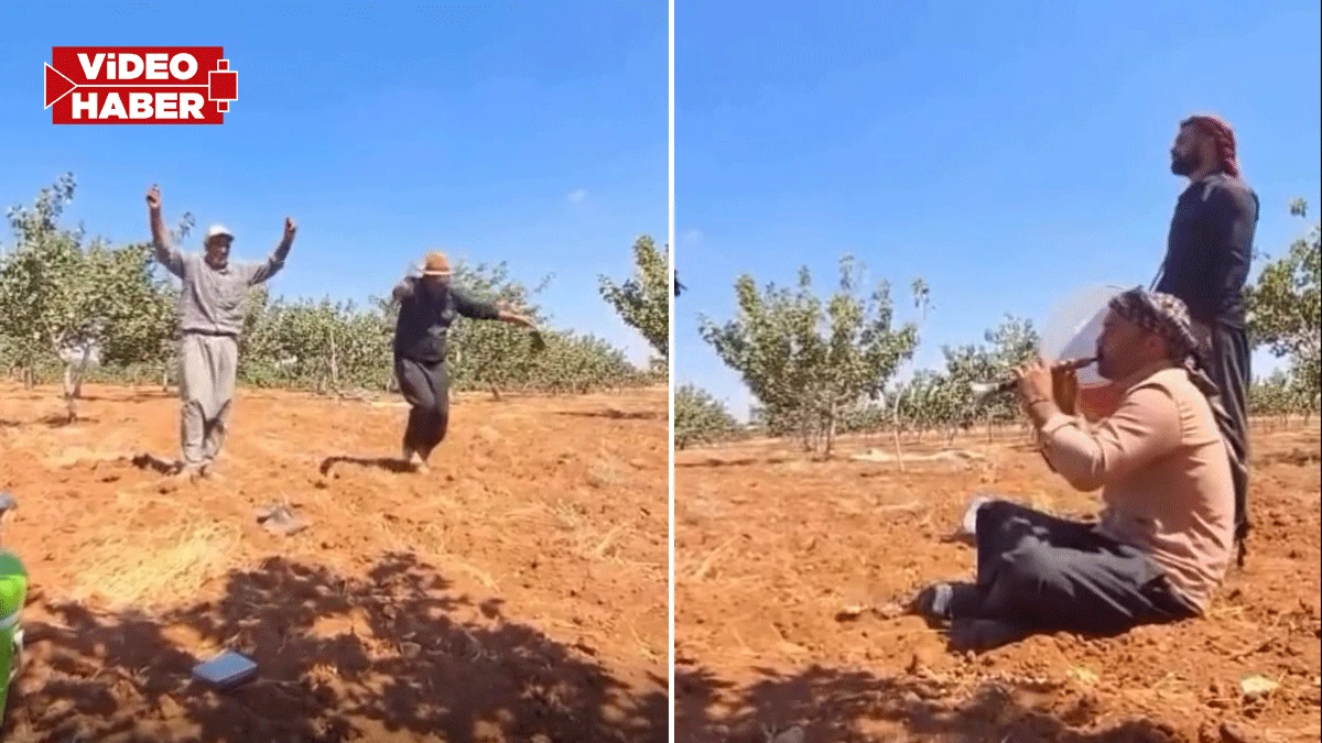 Şanlıurfa’da “yeşil altında” hasat başladı! Tarlalar davul zurnayla şenlendi