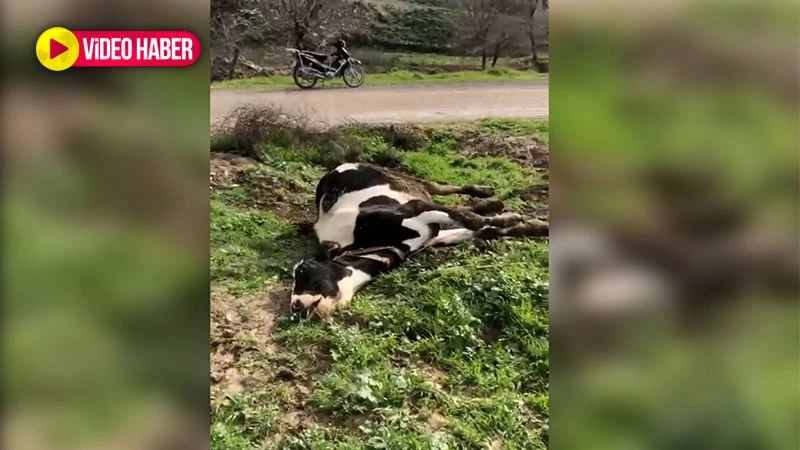 Şanlıurfa’da elektrik teli koptu: Büyükbaş hayvan telef oldu