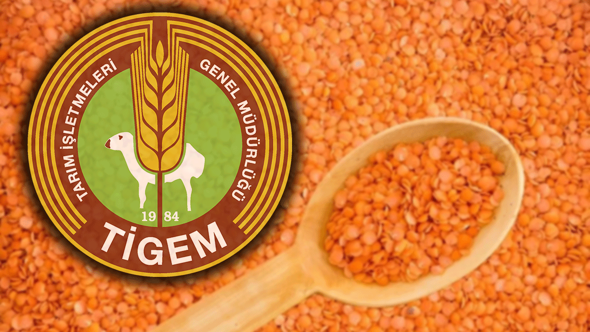Şanlıurfa’da binlerce ton mercimek satılacak! 163 milyon liralık ihale…