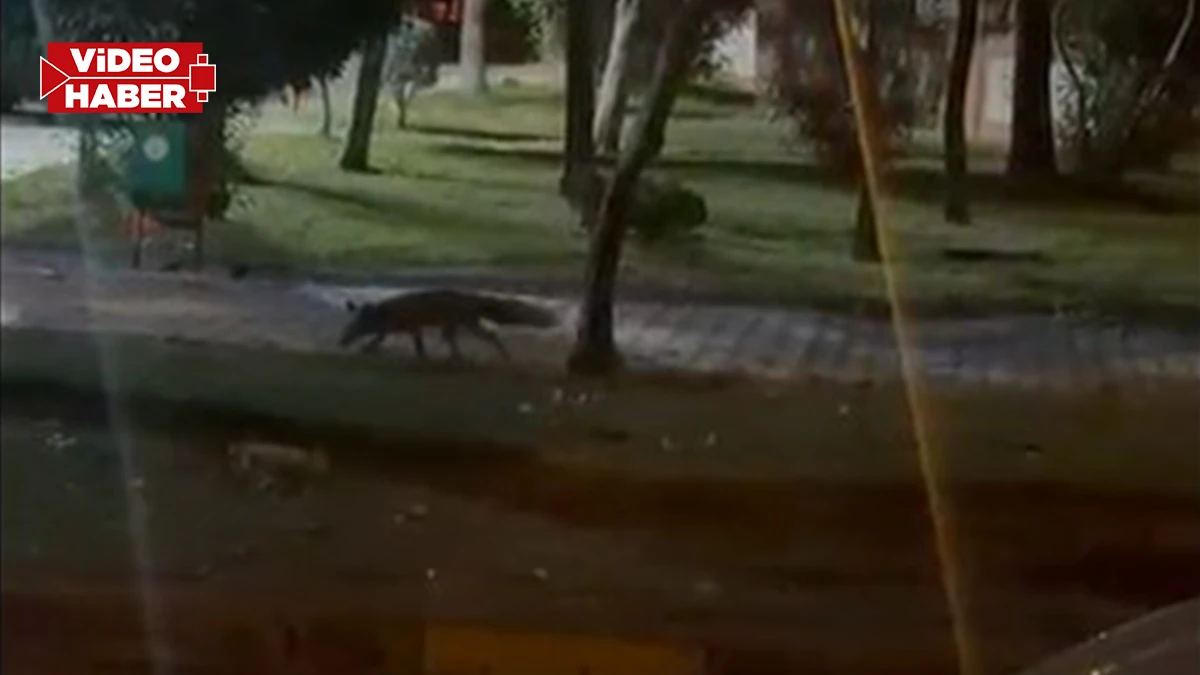 Şanlıurfa’da karanlık çökünce ortaya çıktı! Yiyecek ararken görüntülendiler