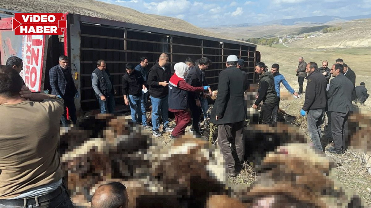 Şanlıurfa’ya gelen tır devrildi: 130 küçükbaş hayvan telef oldu