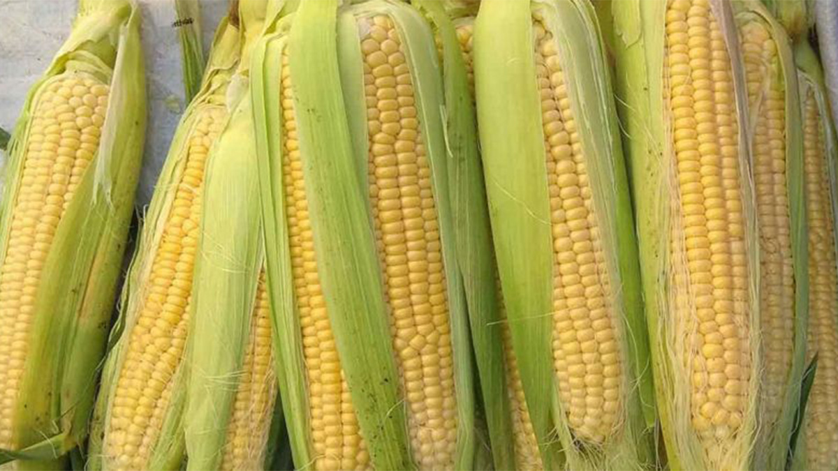 TMO 2025 yılı mısır alım fiyatları belli oldu