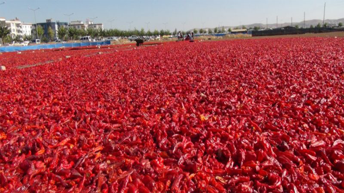 Tonlarca kırmızı biber tohumuna el konuldu!