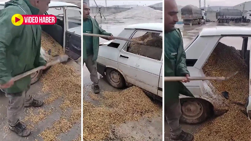 Toros bir zamanların merkebine döndü: Kürek kürek mısır yüklendi