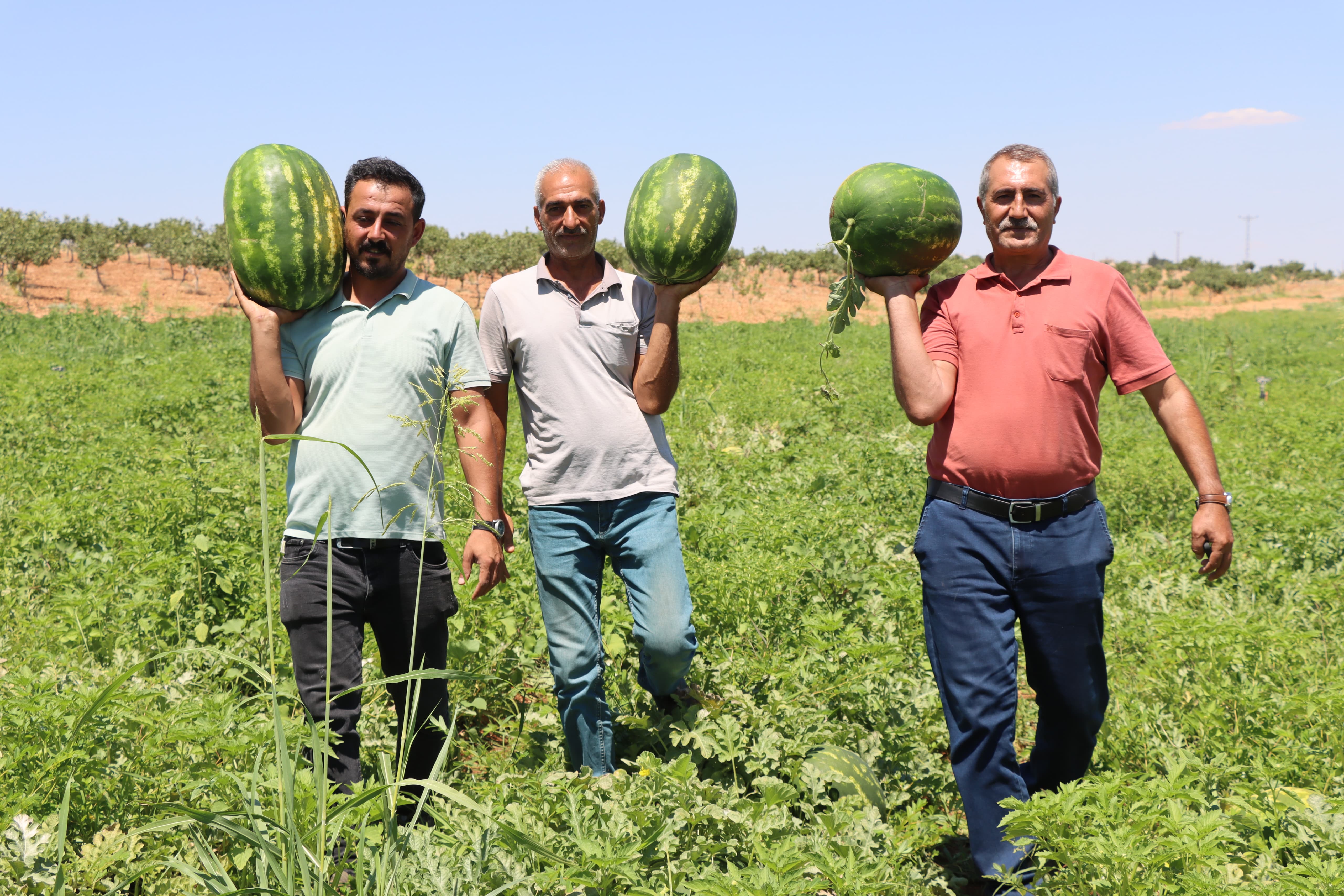 Türkiye'nin en lezzetlisi Şanlıurfa’da: Dağların kar suyu lezzet veriyor