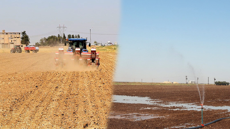 İzinsiz mısır ekimine tepki! Su ve enerji kaynakları tehlikede