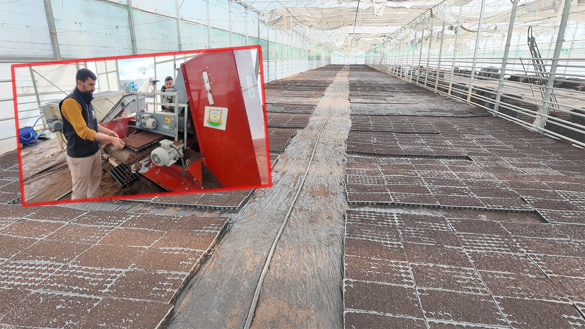 Şanlıurfa’da çiftçiye can suyu olacak üretim! Tam 1 milyon adet…