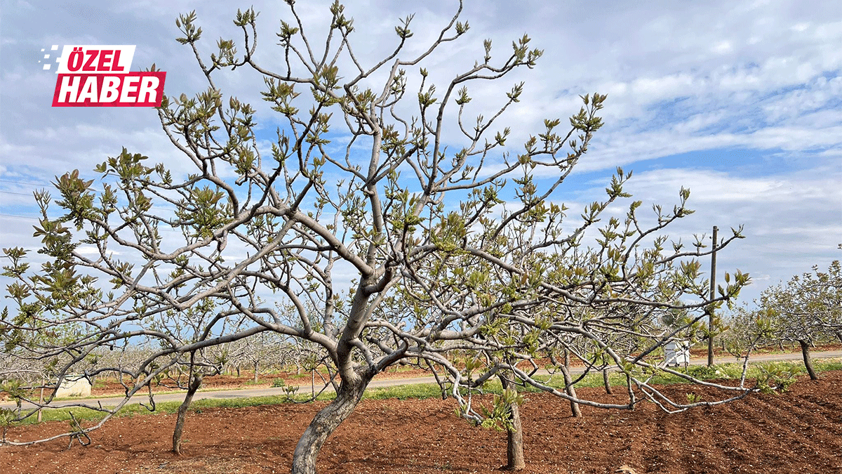 Urfa fıstığında kader ayı! Verimin şifresi bu adımlarda gizli