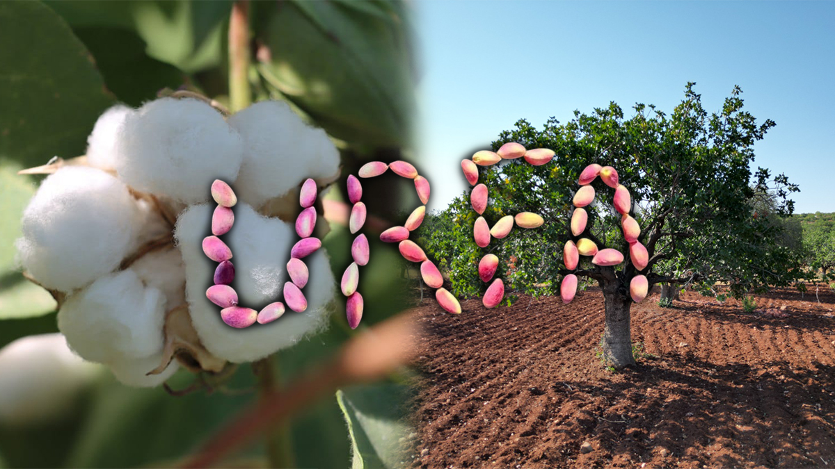 Şanlıurfa’daki kayıp Gaziantep sanayisini vurdu