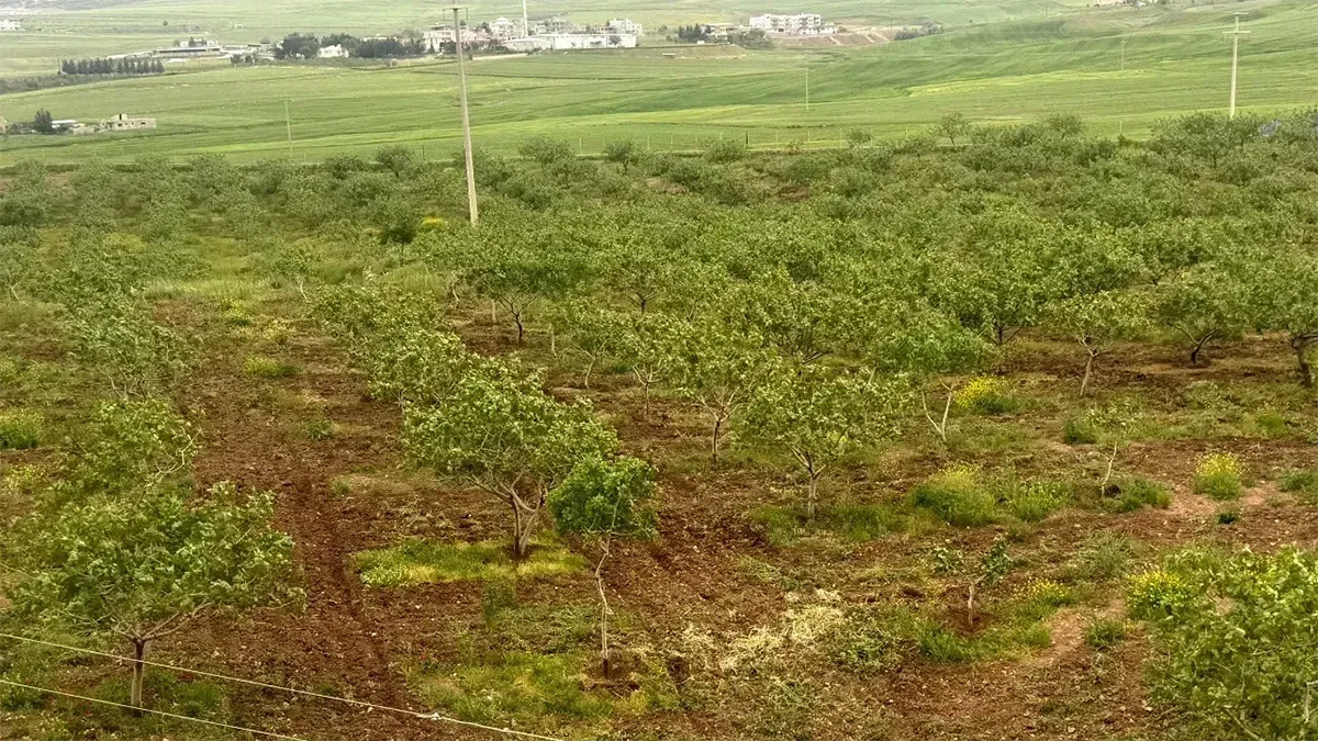 Urfa ve Antep’te hasar büyük, Siirt’te "var yılı"