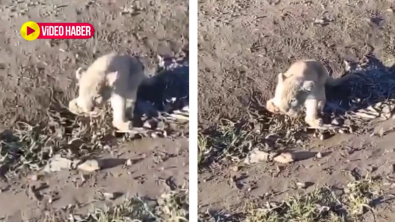 Görenler şaştı kaldı: Urfa’da aslan şehre indi!