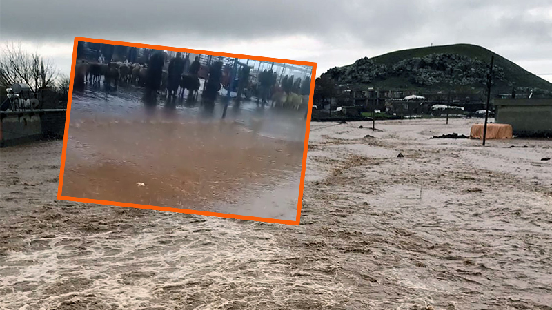 Urfa’da böyle yağmur görülmedi: Bardaktan boşanırcasına yağdı, seli hatırlattı!