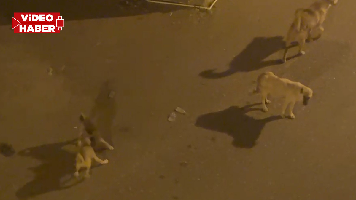 Urfa’da sahipsiz köpekler mahalleliyi tedirgin ediyor