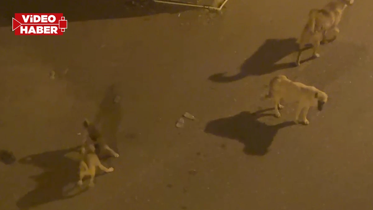 Urfa’da sahipsiz köpekler mahalleliyi tedirgin ediyor