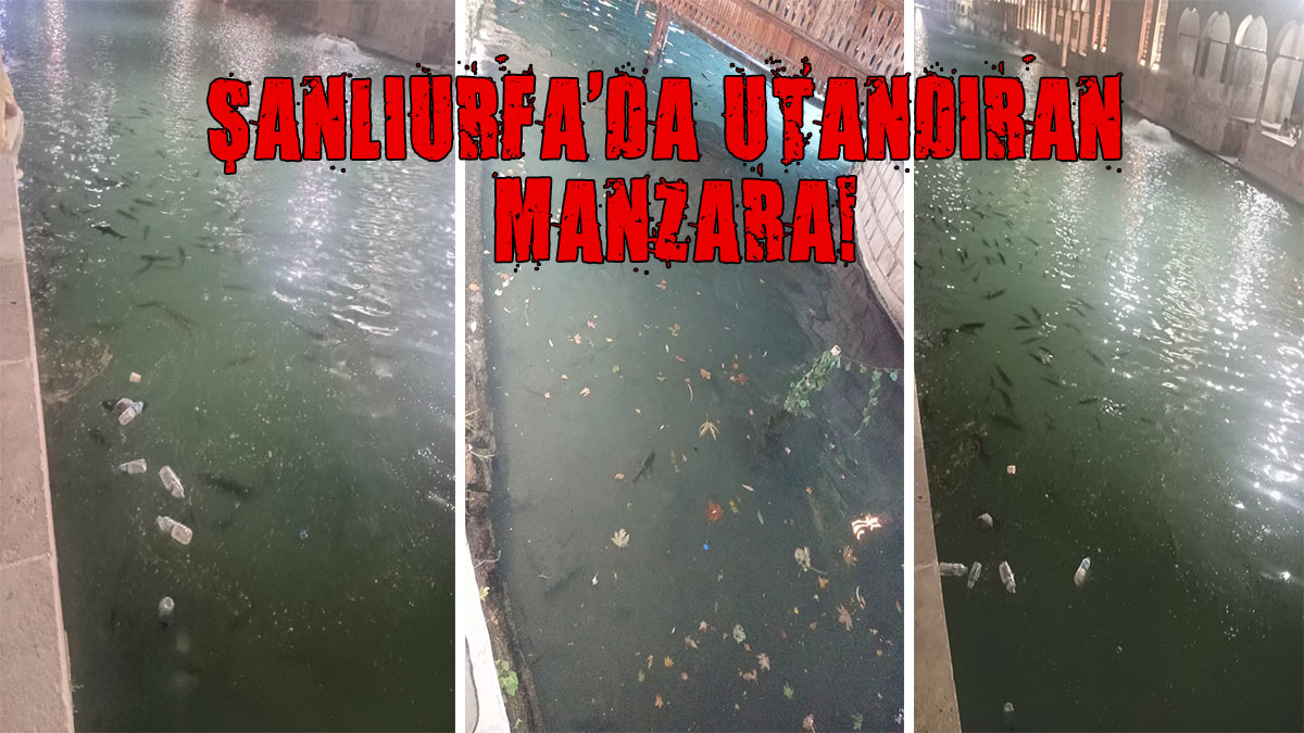 Bu görüntü hiç yakışmadı! Balıklar çöplerin arasında yüzüyor