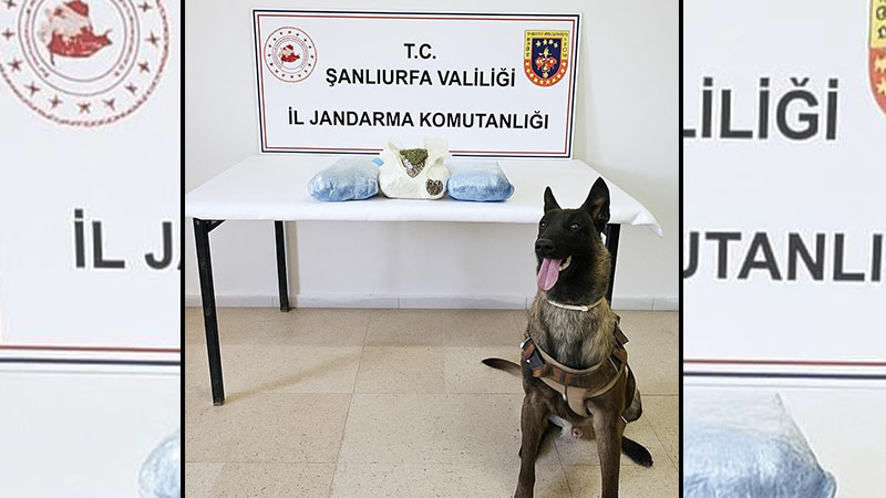 Şanlıurfa’da jandarma takibe aldı! Araçlardan kilolarca ele geçirildi