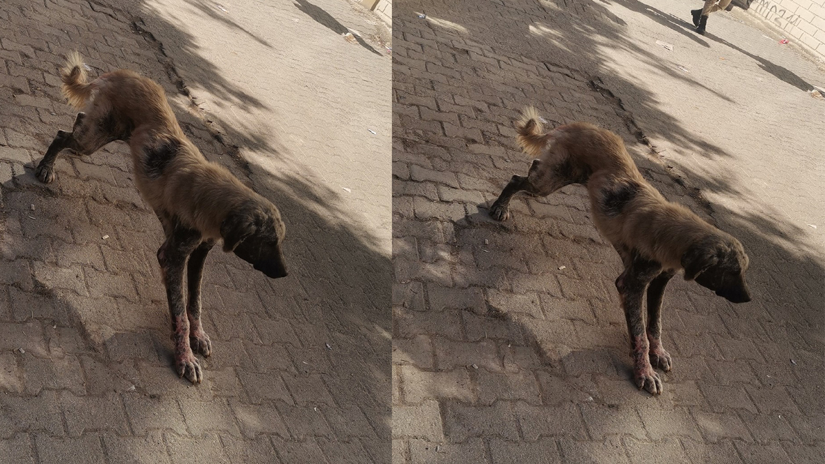 Şanlıurfa’da “uyuz köpek” paniği!