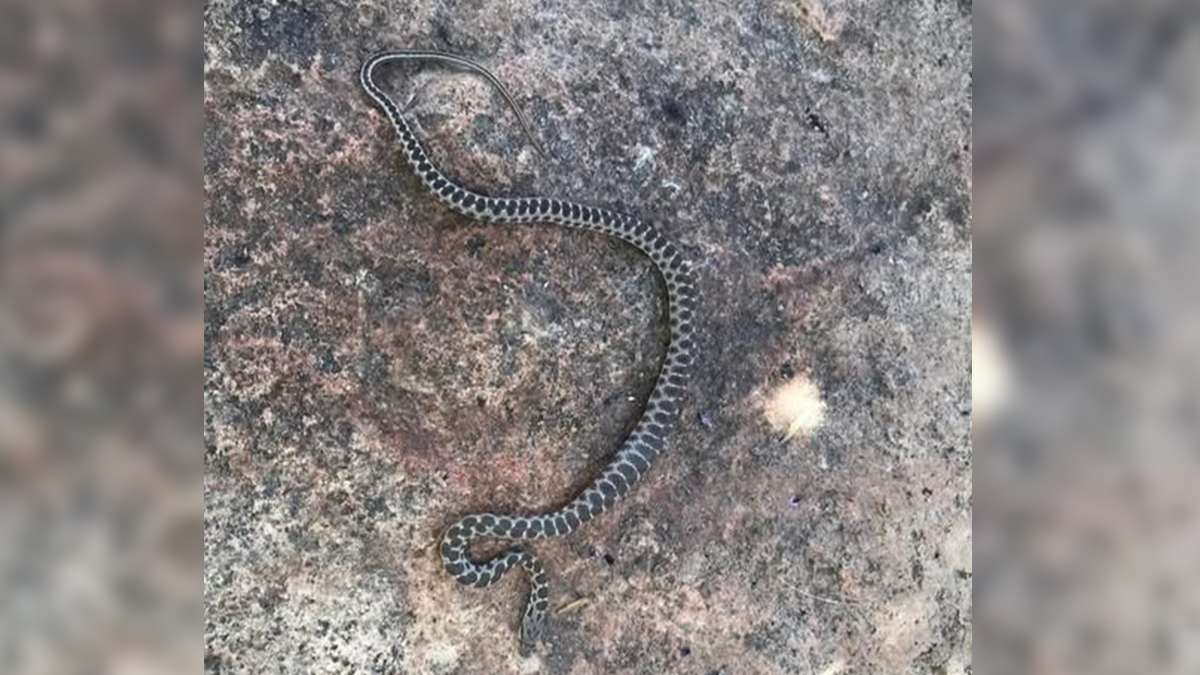 Şanlıurfa’da yılanlar sessizliğe çekiliyor