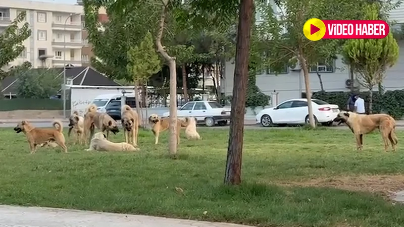 Şanlıurfa’da çocukların oyun alanı korku alanına dönüştü: Başıboş köpekler...